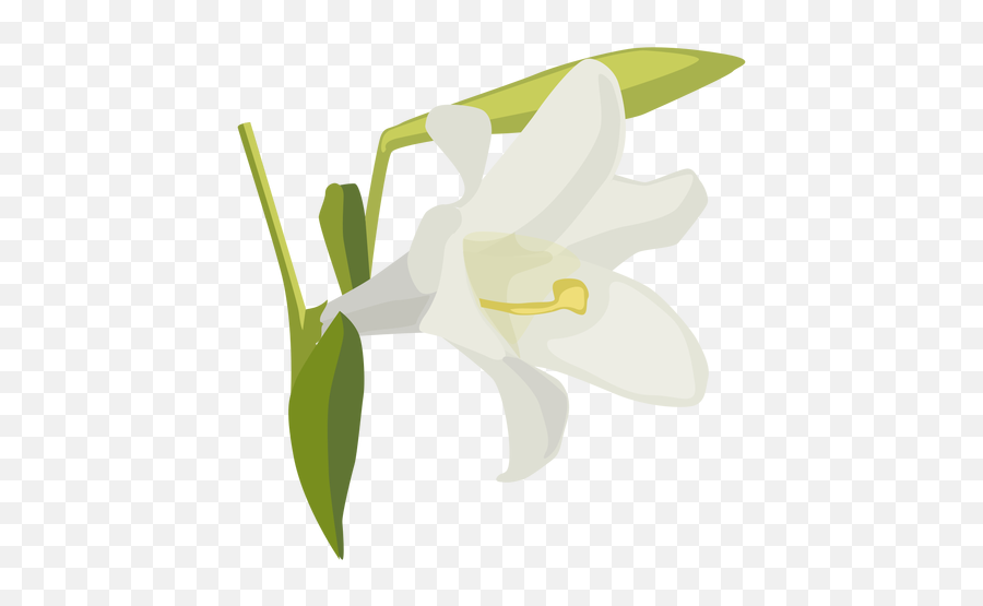 Lily Flower Bud Petal Flat - Lily Family Png,Lily Png