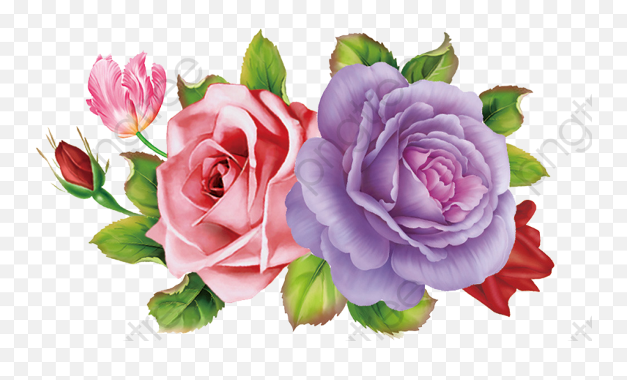 Skull And Roses Png - Pink Rose Png Purple Pink U0026 Purple Pink And Purple Rose Png,Purple Rose Png