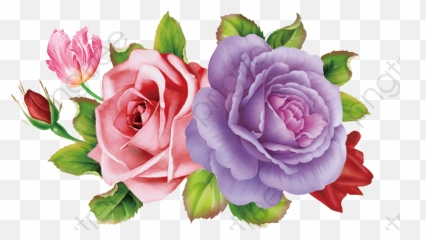 Skull And Roses Png - Pink Rose Png Purple u0026 And
