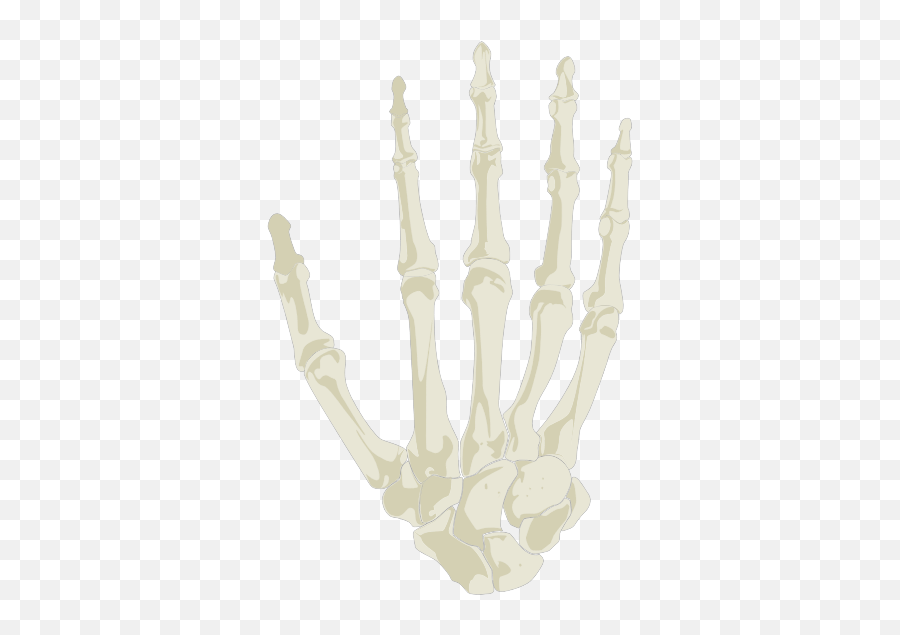 Hand Skeleton - Radiography Png,Skeleton Hand Png