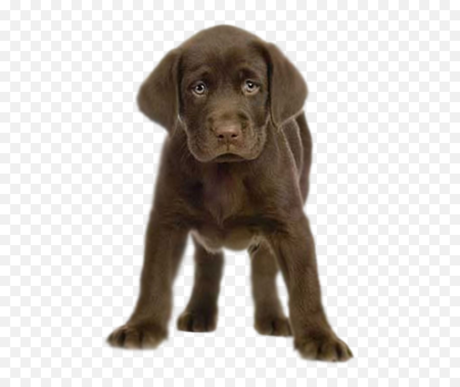 Png Puppy Dog Transparent Dogpng Images Pluspng - Chocolate Lab Puppy Png,Rottweiler Png