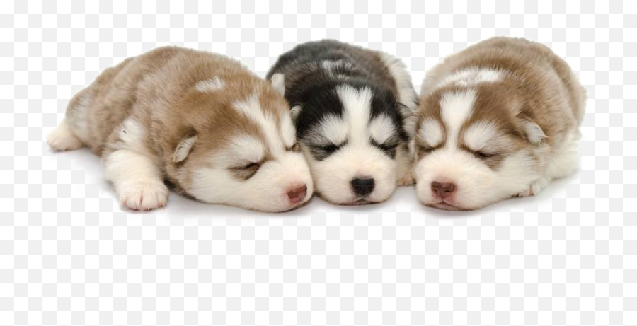 Siberian Husky Puppy Png - Husky Puppies Png,Husky Transparent