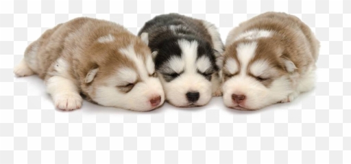 Siberian Husky Puppy Png - Husky Puppies Png,Husky Transparent