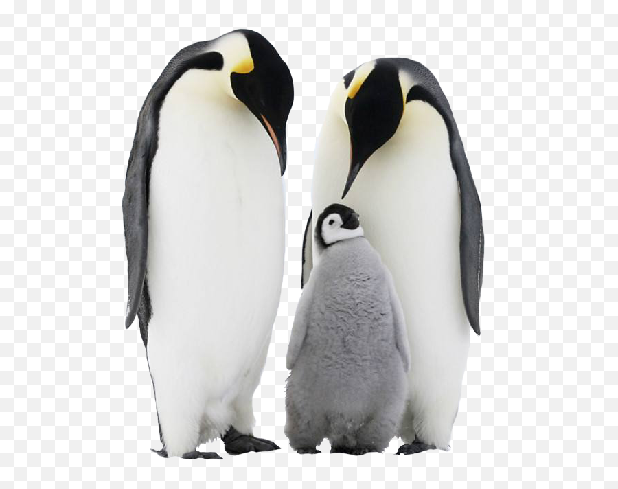Penguin Png Images Free Download - Penguin Antarctica,Penguin Transparent