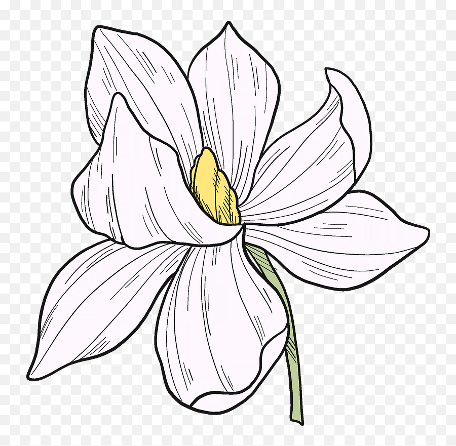 White Magnolia Flower Clipart Free Download Transparent - Black And White Magnolia Flower Clipart Png,White Flower Transparent