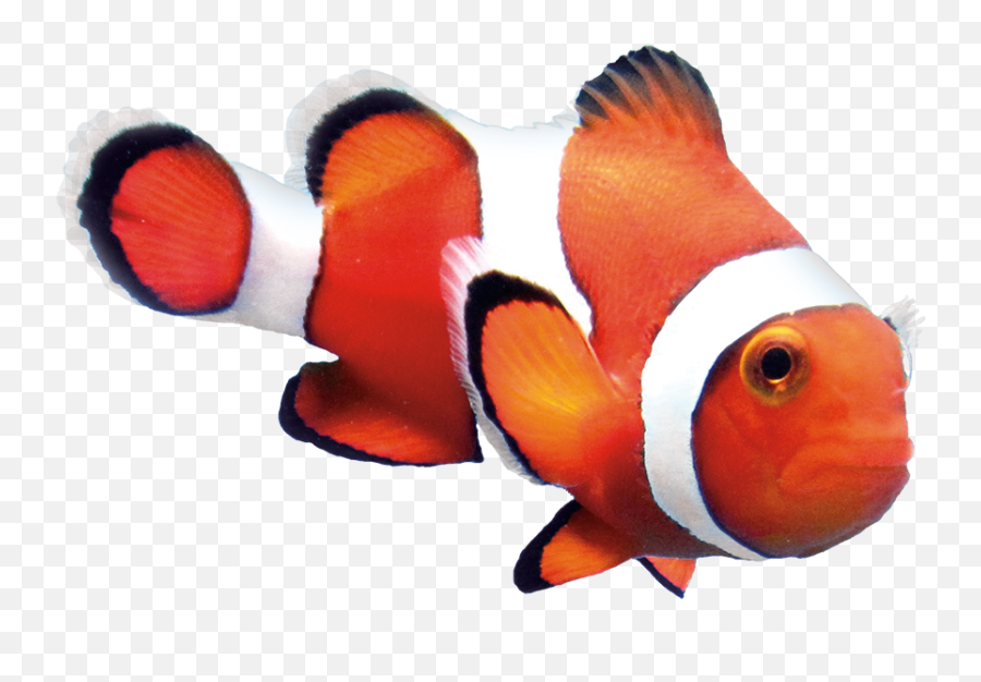 Orange Clownfish - Transparent Clown Fish Png,Clownfish Png