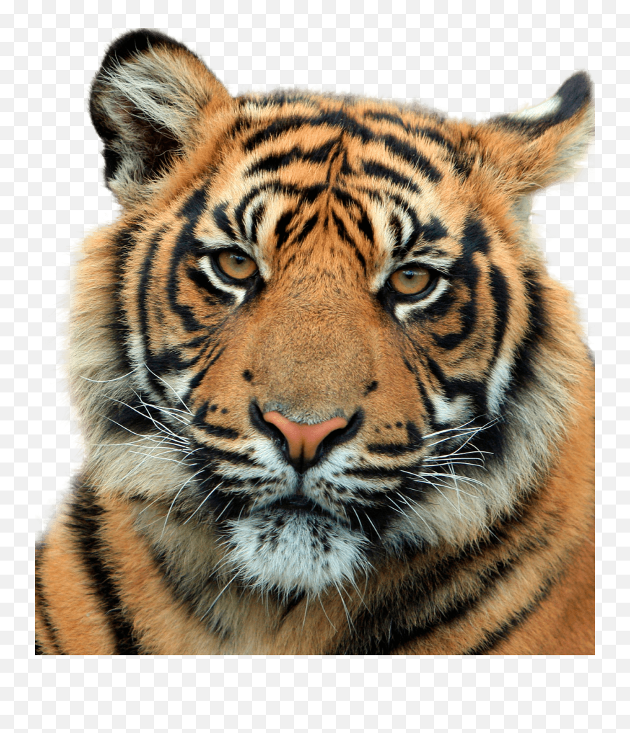 White Tiger Back Transparent Png - Stickpng Tiger Head,White Tiger Png
