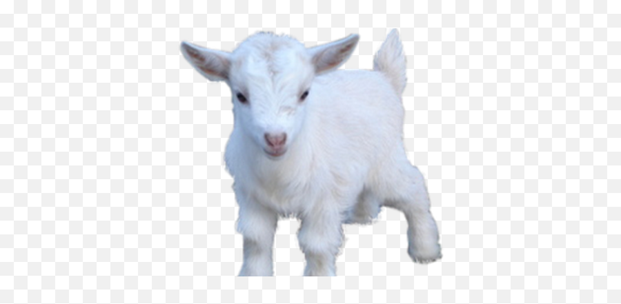 Brofistio In Russia - Youtube Goats Png,Brofist Png