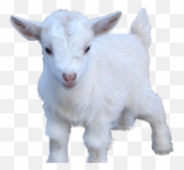 Brofistio In Russia - Youtube Goats Png,Brofist Png
