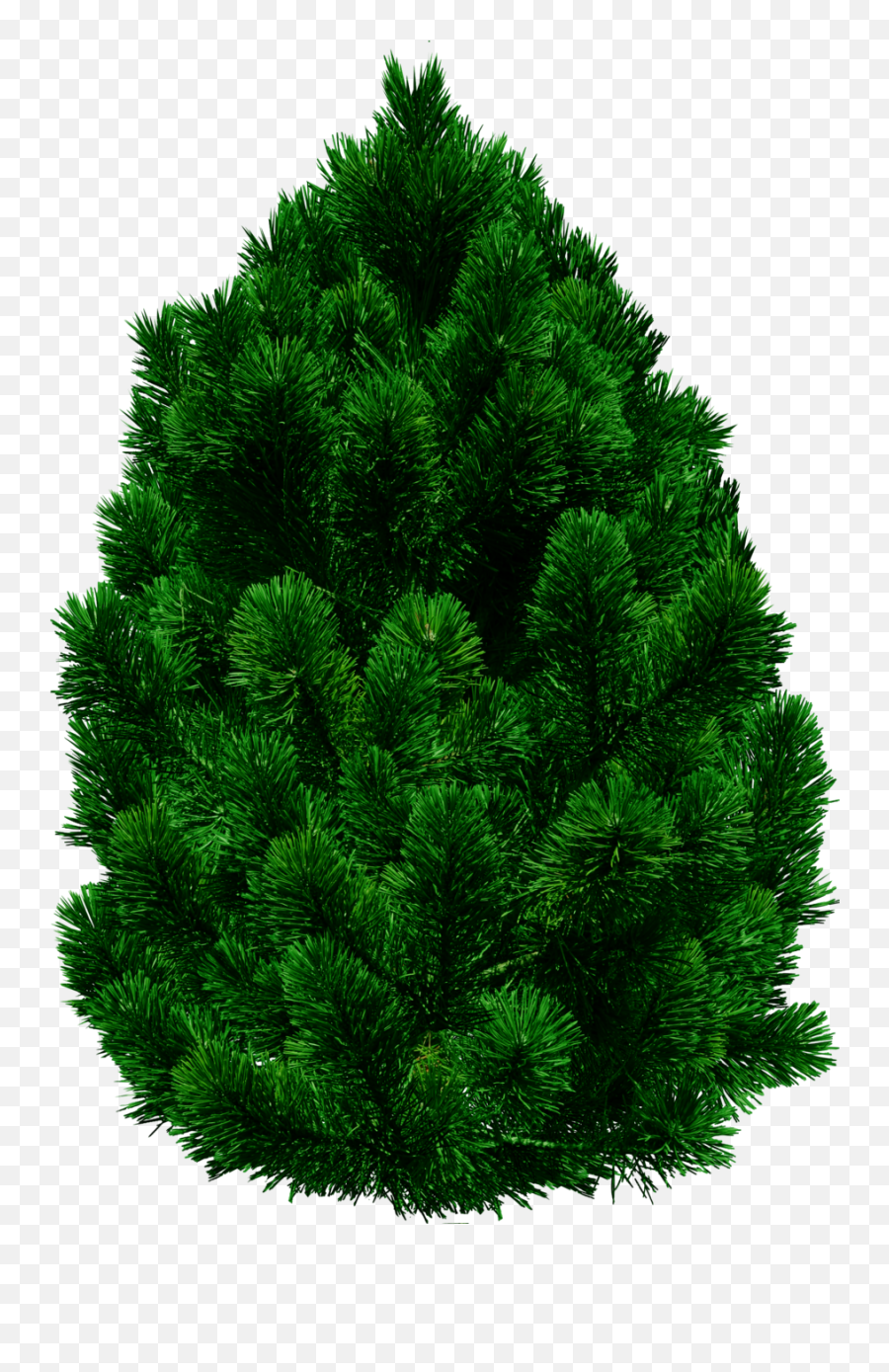 40 Tree Png Images Are Free To Download - Tree Image In Png,Tree Elevation Png