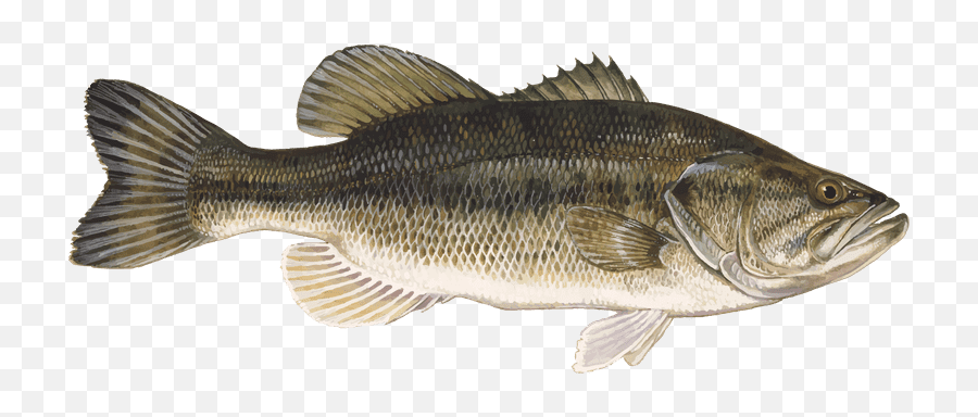 Largemouth Bass - Large Mouth Bass Png,Largemouth Bass Png