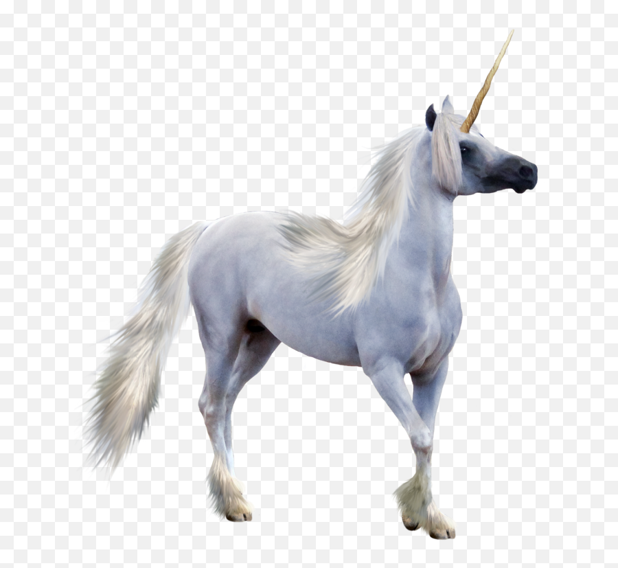 Unicorn - Transparentpng6 Giuseppe Marino Realistic Unicorn Clipart Png,Transparent Unicorn