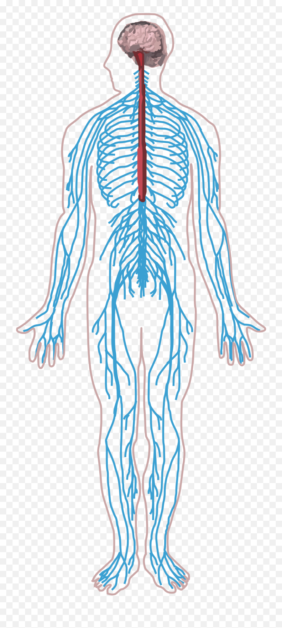 Nervous System Diagram Quizlet - Simple Unlabeled Nervous System Png,Nervous System Icon