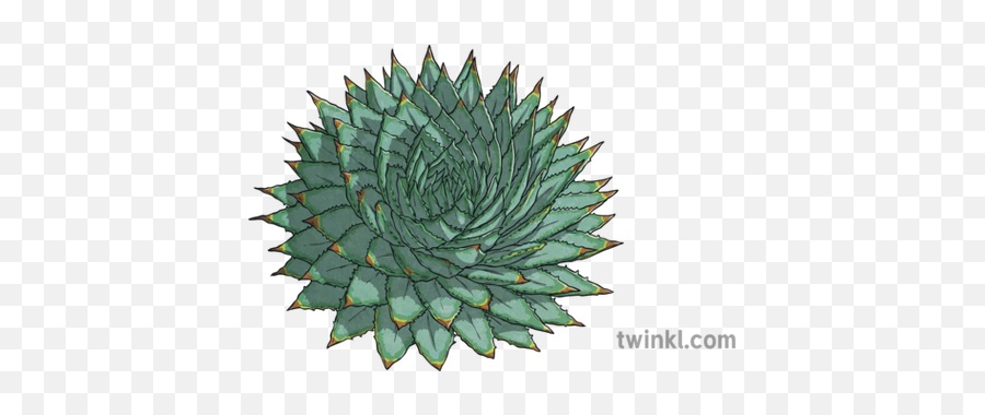 Spiral Aloe Cacti Plants Succulents Ks2 Illustration - Twinkl G Png,Cacti Png
