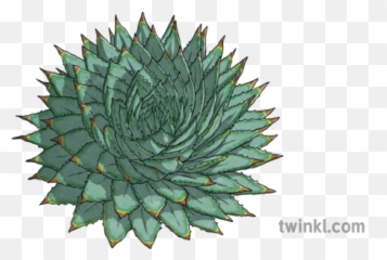 Spiral Aloe Cacti Plants Succulents Ks2 Illustration - Twinkl G Png,Cacti Png