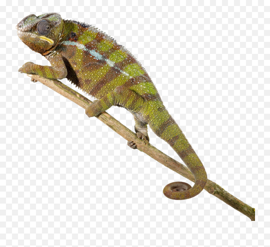 Download - Lizardpngtransparentimagestransparent Reptiles Png,Lizard Transparent Background