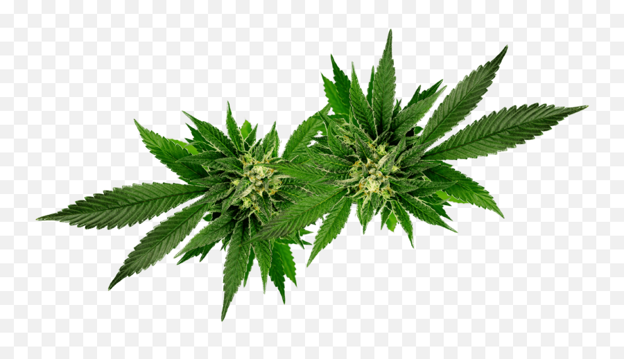 Home - Cannabis Png,Marijuana Plant Png