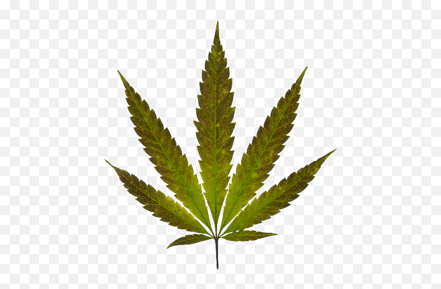 Real Marijuana Leaf Png Image - Marijuana Leaf Png,Pot Leaf Transparent Background