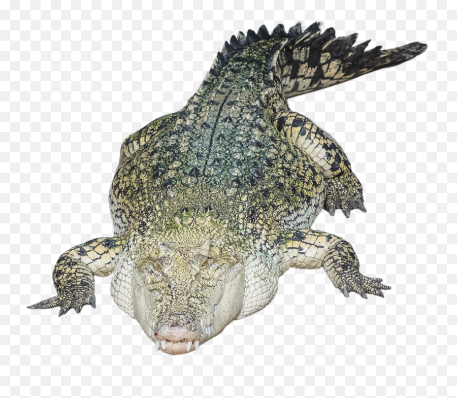 Nile Crocodile Alligator - Crocodile Png,Croc Png