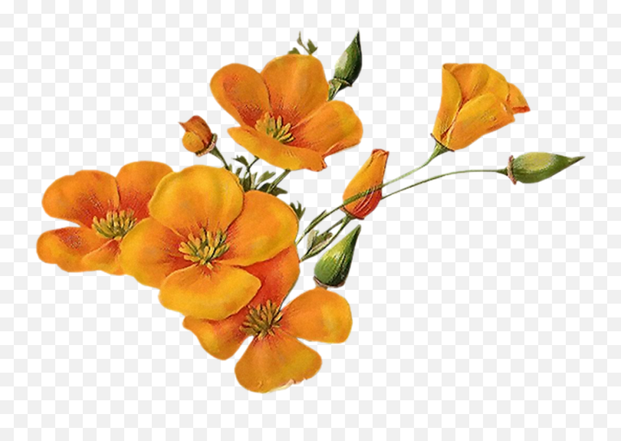 Download Bloom Flower Border Flowers - Orange Flower Transparent Background Png,Orange Flowers Png
