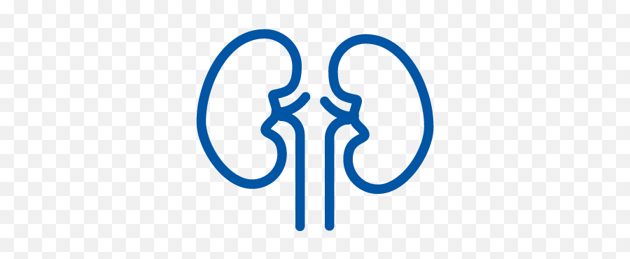 Site Assets - Urology Icon Blue Png,Kidney Icon
