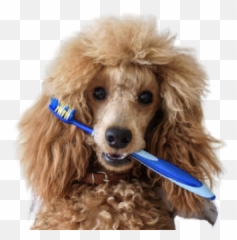 Dental Services - Ellison Drive Vet png