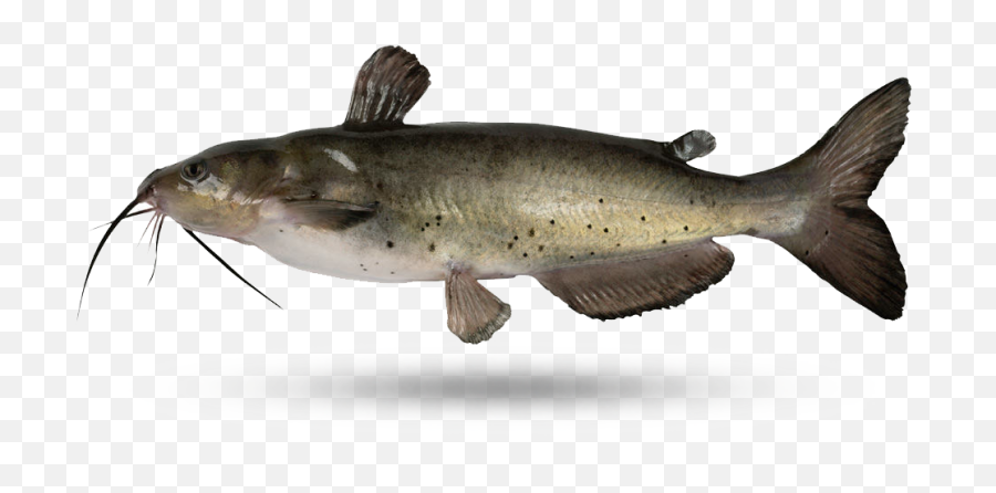 Catfish - Catfish Alabama Png,Catfish Png