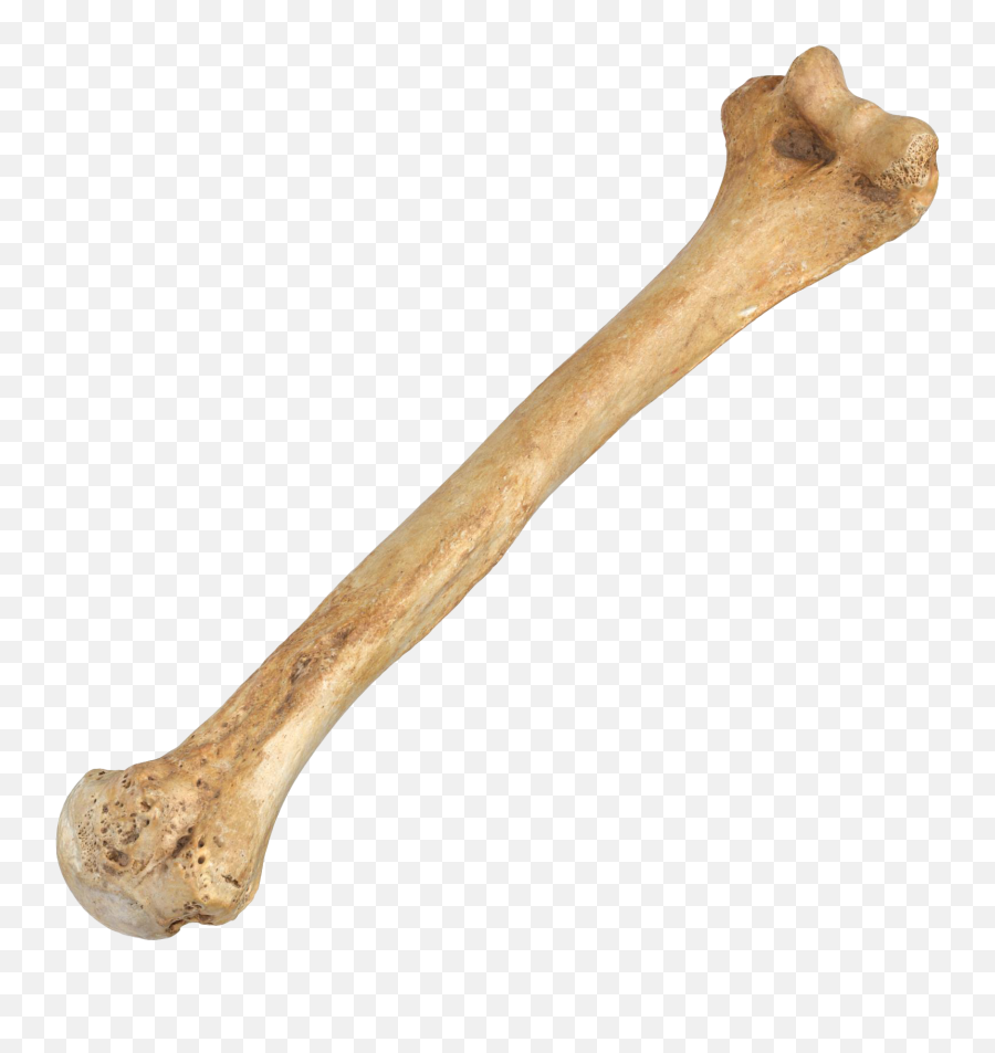 Bone Png Pic Background - Real Human Humerus Bone,Bone Png