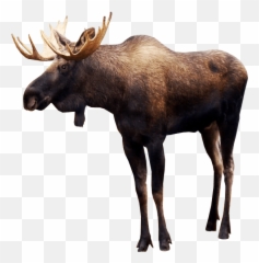 Camel Transparent Background Animal - Moose Png