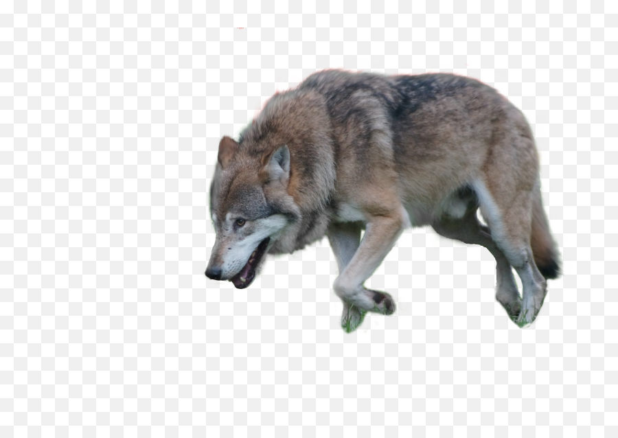 Download Wolf Png Image With No - Transparent Background Wolf Png,Wolf Transparent