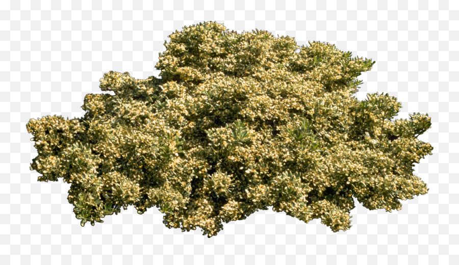 Tree Plant Shrub - Bushes Png Download 1408752 Free Plane,Bushes Png