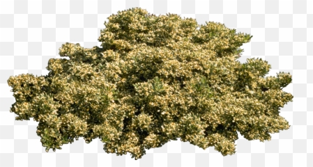 Tree Plant Shrub - bushes png download 1408752 Free Plane