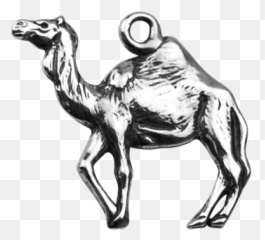 Dromedary Camel - Arabian Camel Png,Camel Png