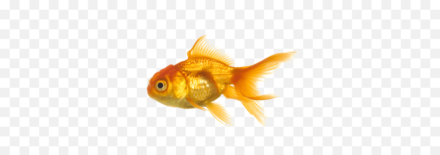 Goldfish Clipart Transparent Background Picture 61364 - Fish No Background Png,Fish Clipart Transparent Background