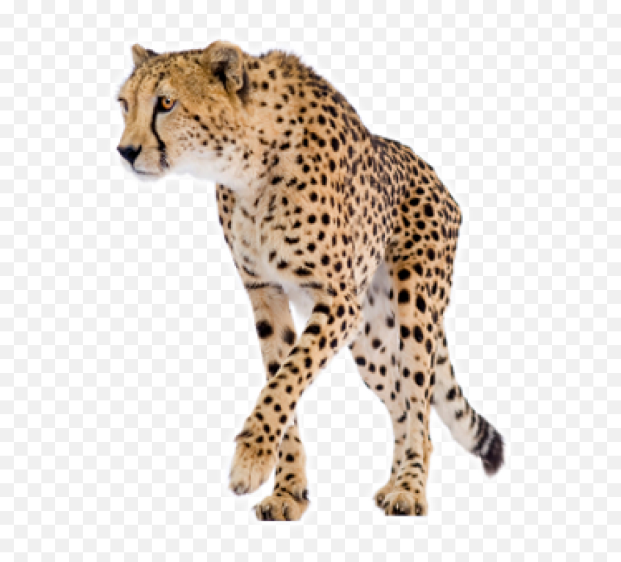 Png Chester Cheetah - Cheetah Png Hd,Chester Cheetah Png