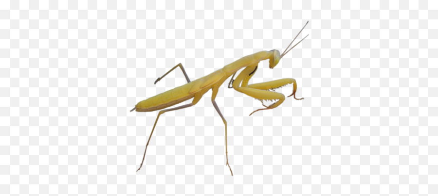 Mantis Png - Insects,Insects Png