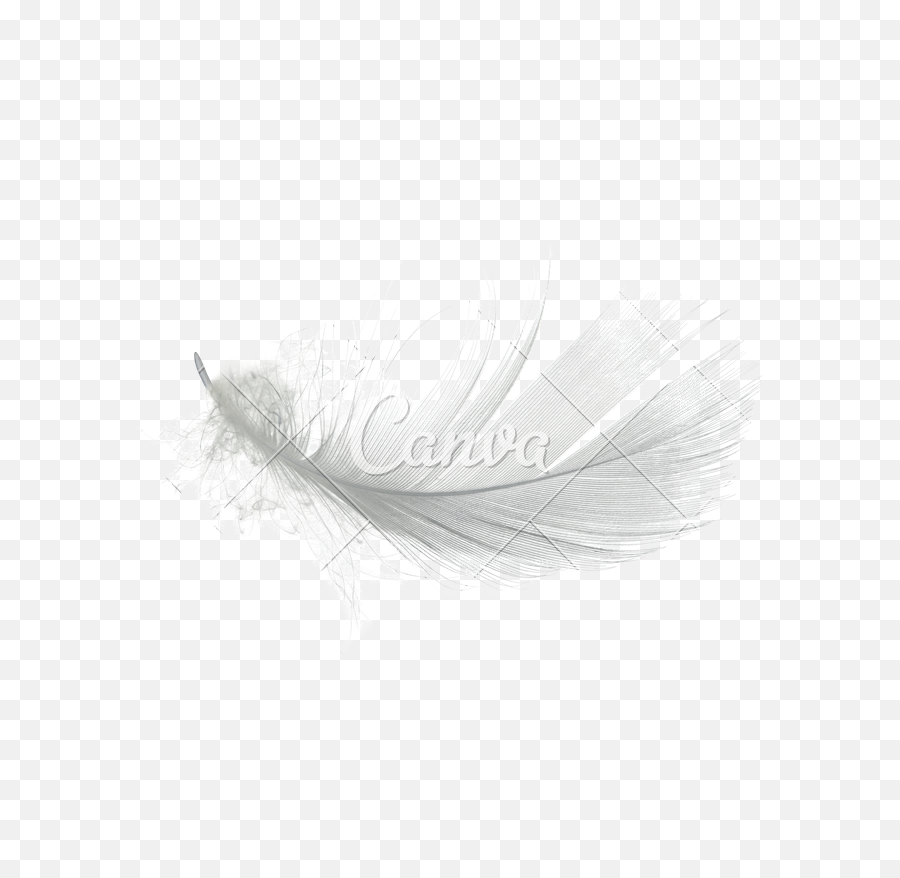 White Feather Png Graphic Stock - Macro Photography,Black Feather Png