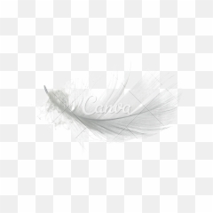 White Feather Png Graphic Stock - Macro Photography