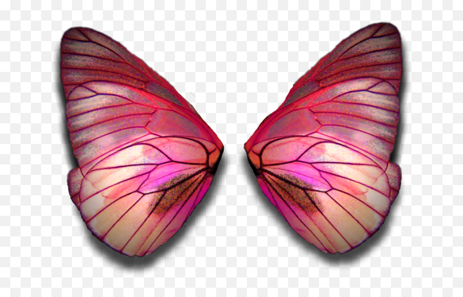 Fairy Wings Butterflywings Sticker - Red Fairy Wings Png,Fairy Wings Png
