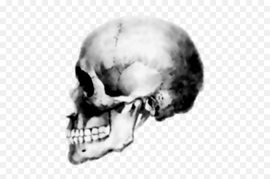 Skull Icon - Skull Png,Skull Icon Png