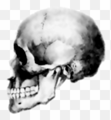Skull Icon - png