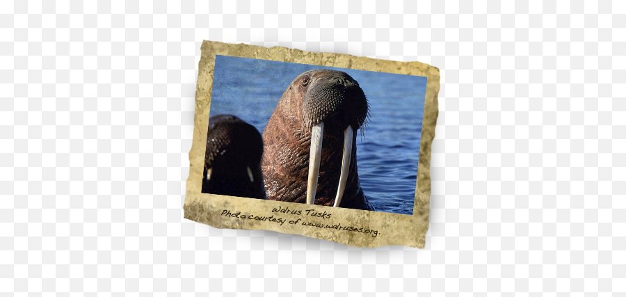 Photo Courtesy Of Www - Walrus Full Size Png Download Walrus Maine,Walrus Png