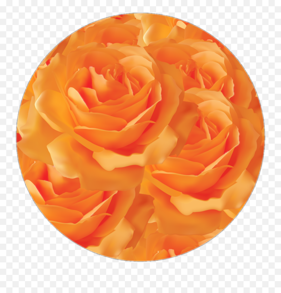 Circle Aesthetic Flowers Png - Aesthetic Orange Flowers Png,Roses Transparent Background