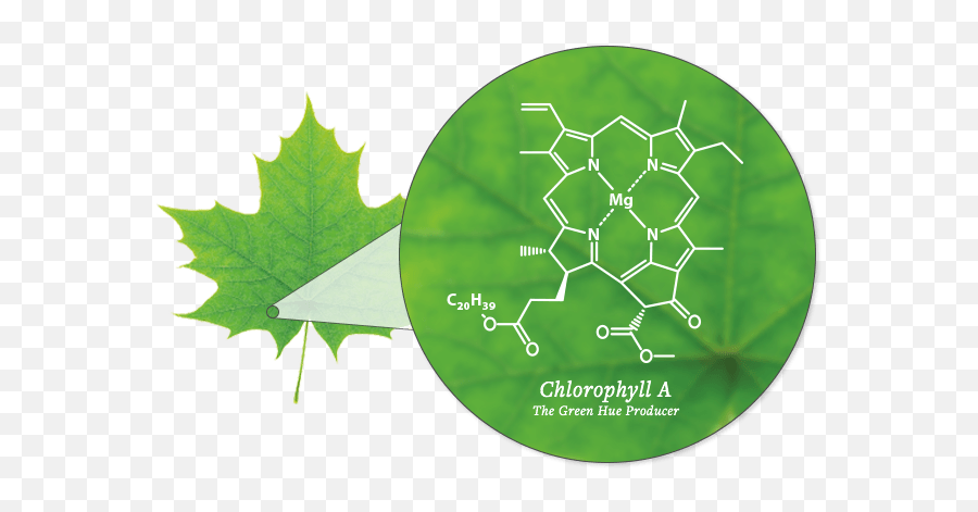 Geoscience Topics - Global Weather U0026 Climate Center Leaves Chlorophyll Png,The Weather Channel Logo