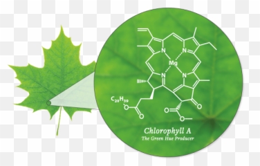 Geoscience Topics - Global Weather U0026 Climate Center Leaves Chlorophyll Png,The Weather Channel Logo