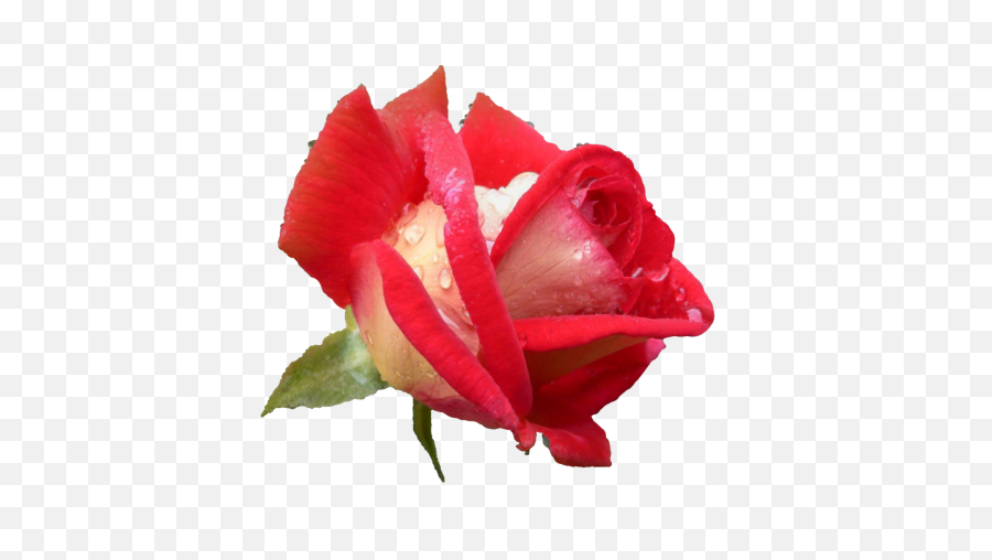 Rose Flower Plants - Free Image On Pixabay Dini Sözler Bayram Png,Rose Petal Png
