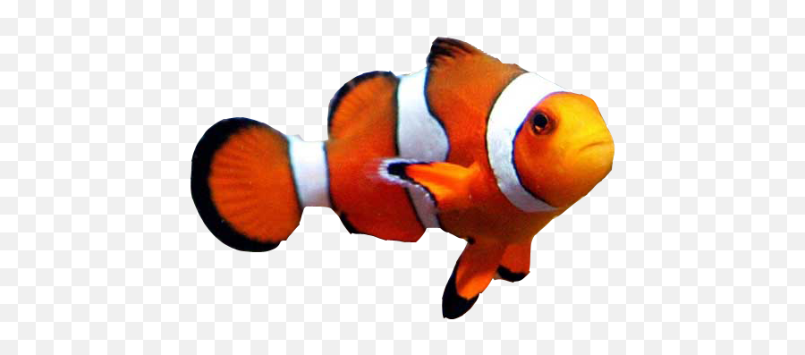 Goldfish Clownfish Aquarium Clown Loach - Transparent Background Clown Fish Transparent Png,Clownfish Png