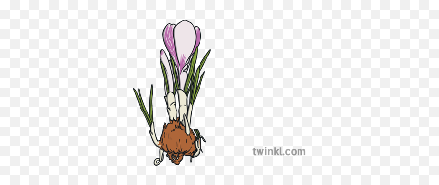 Crocus And Bulb Easter Spring Flower Plant Ks1 Illustration - Crocus Vernus Png,Spring Flower Png