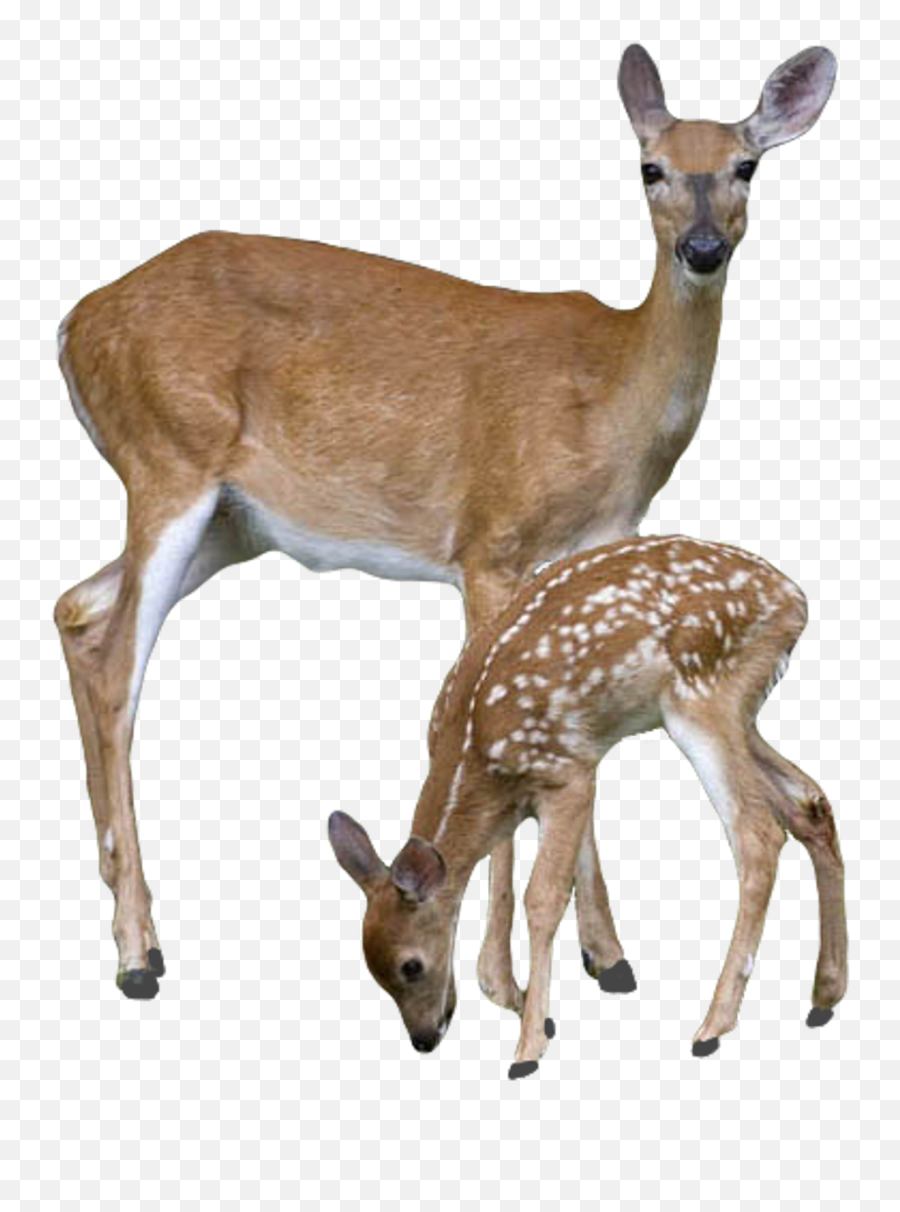 White - Deers Png,Doe Png