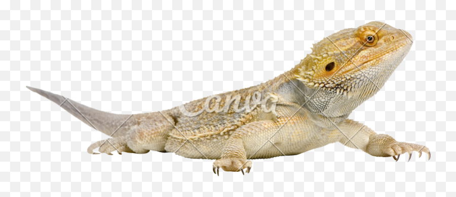 Page 6 For Dragon Png - Free Cliparts U0026 Png Ender Dragon Bearded Dragon Transparent Background,Komodo Dragon Png